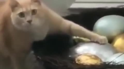 Funniest Cats And Dogs Videos 🐱🐶 Part 5 #shorts