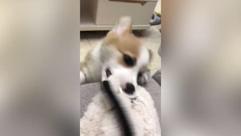 This puppy bit my clothes