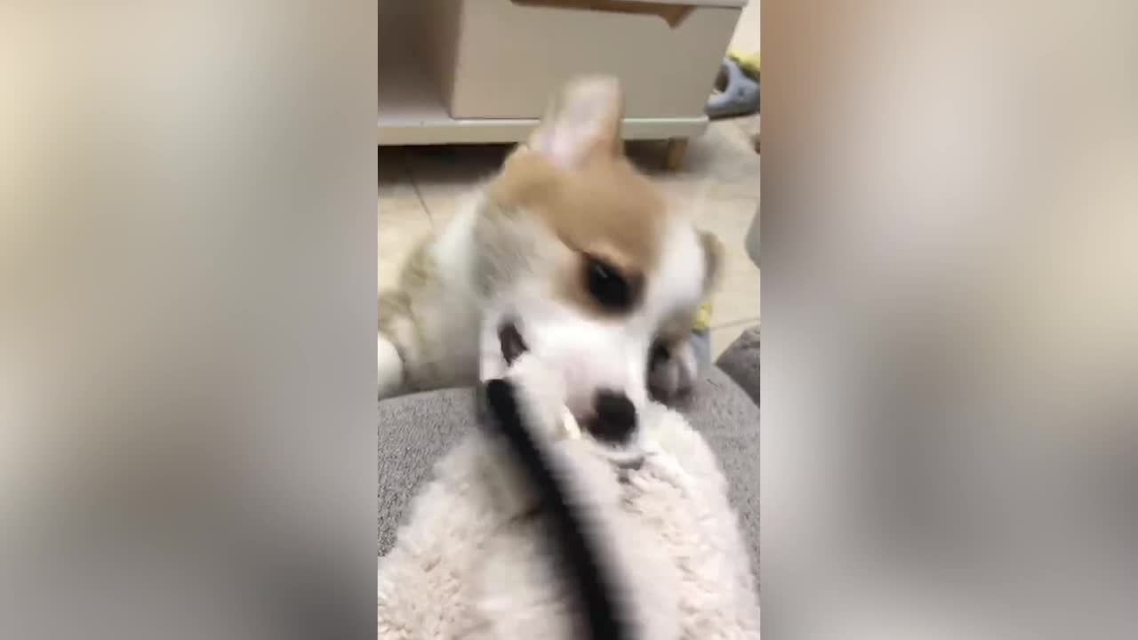 This puppy bit my clothes