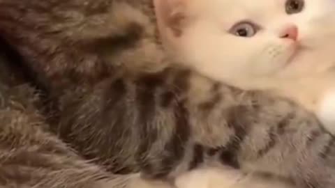 funny cat's mommy reaction when tackle her littel pussy