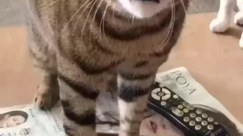 Funny cats