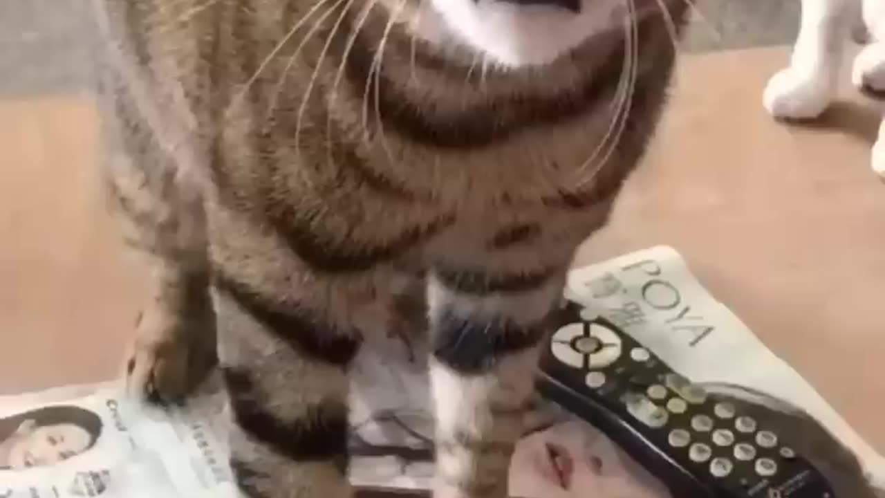 Funny cats