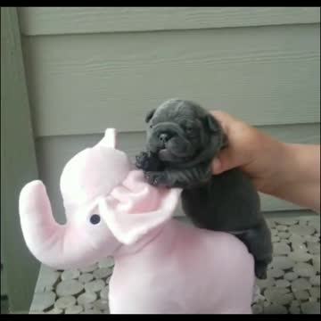 I just want to be cute