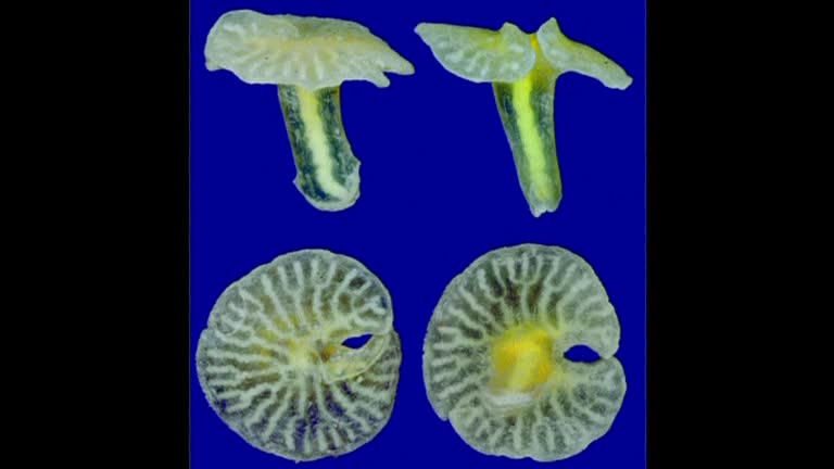 Deep sea 'mushroom' could be early branch on tree of life