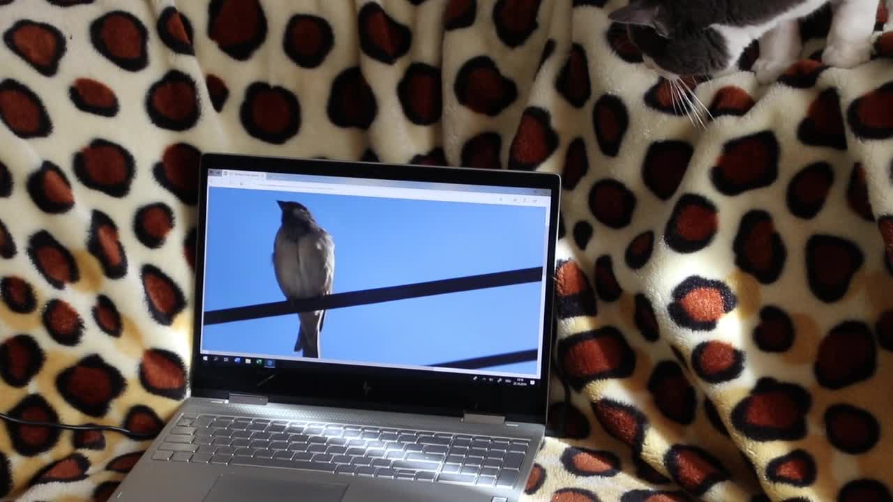 💗Cute cat hunting bird in house #16💗