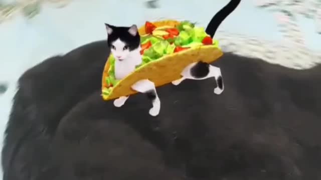 Taco cat