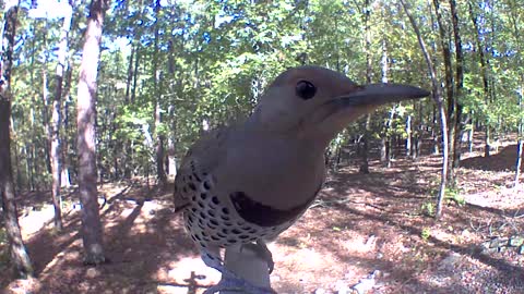 Up close northern flicker looking for food