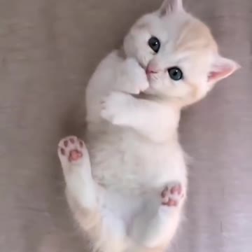 Cat funny what's app status 👌👌😃