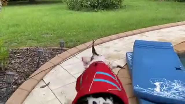 Trio of Great Danes play in the pool together