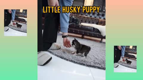 Smart Husky Puppy🐕| Little Husky Puppy ( Dog )