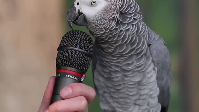 Real Talking Parrot