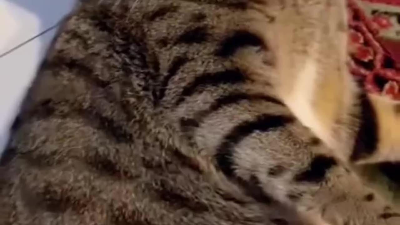 Funny animals