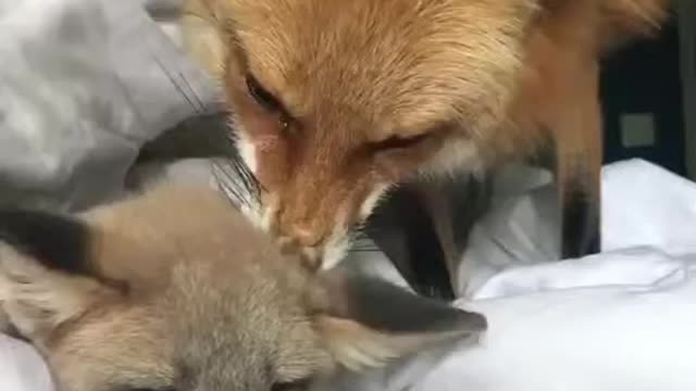 Fox takes care of his girlfriend