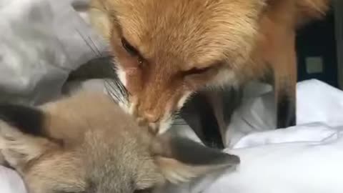 Fox takes care of his girlfriend