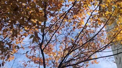 Fall leaf (time lapse)