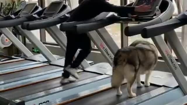 Daily Traning Dog For Execrise For Home