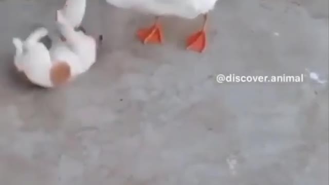 AWW Animals SOO Cute! Cute baby animals Videos Compilation cute moment of the animals #15