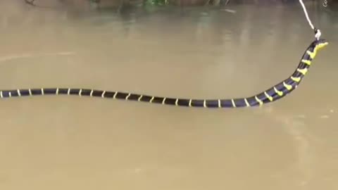 This is a beautiful and charming water-dwelling species