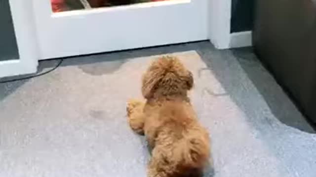 funniest cute puppy dog enjoying moment