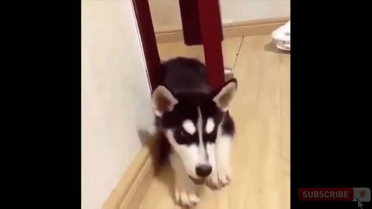 Dancing dog