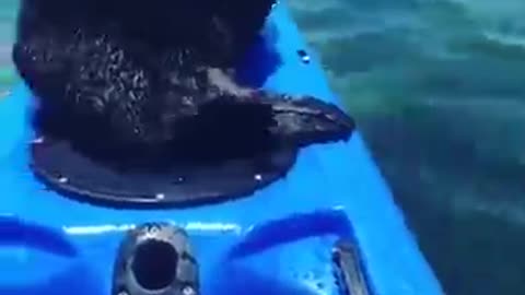 Otter on a kayak
