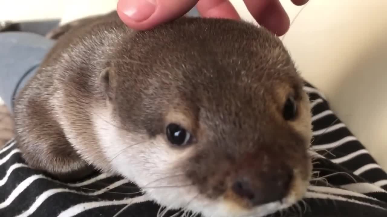 Otter Sakura Morning greetings! Otter-style crawling forward