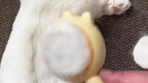 Cute cat ❤