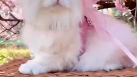 cate video cat on a mood cat catfails