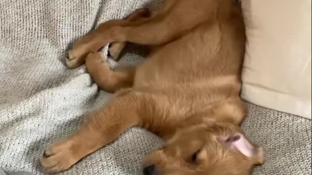 Cutest Golden Retriever Puppies Part.NPZNqL