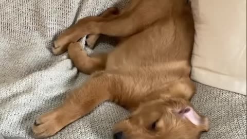Cutest Golden Retriever Puppies Part.NPZNqL