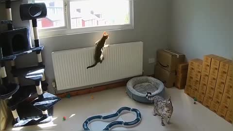 Bengal Kittens Vs Wasp