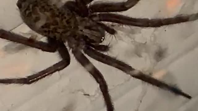 Very disgusting spider