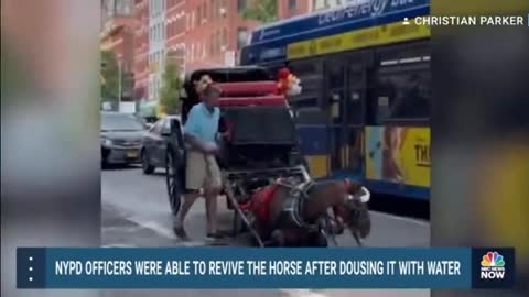 Video Shows Collapsed Carriage Horse On NYC Street-2