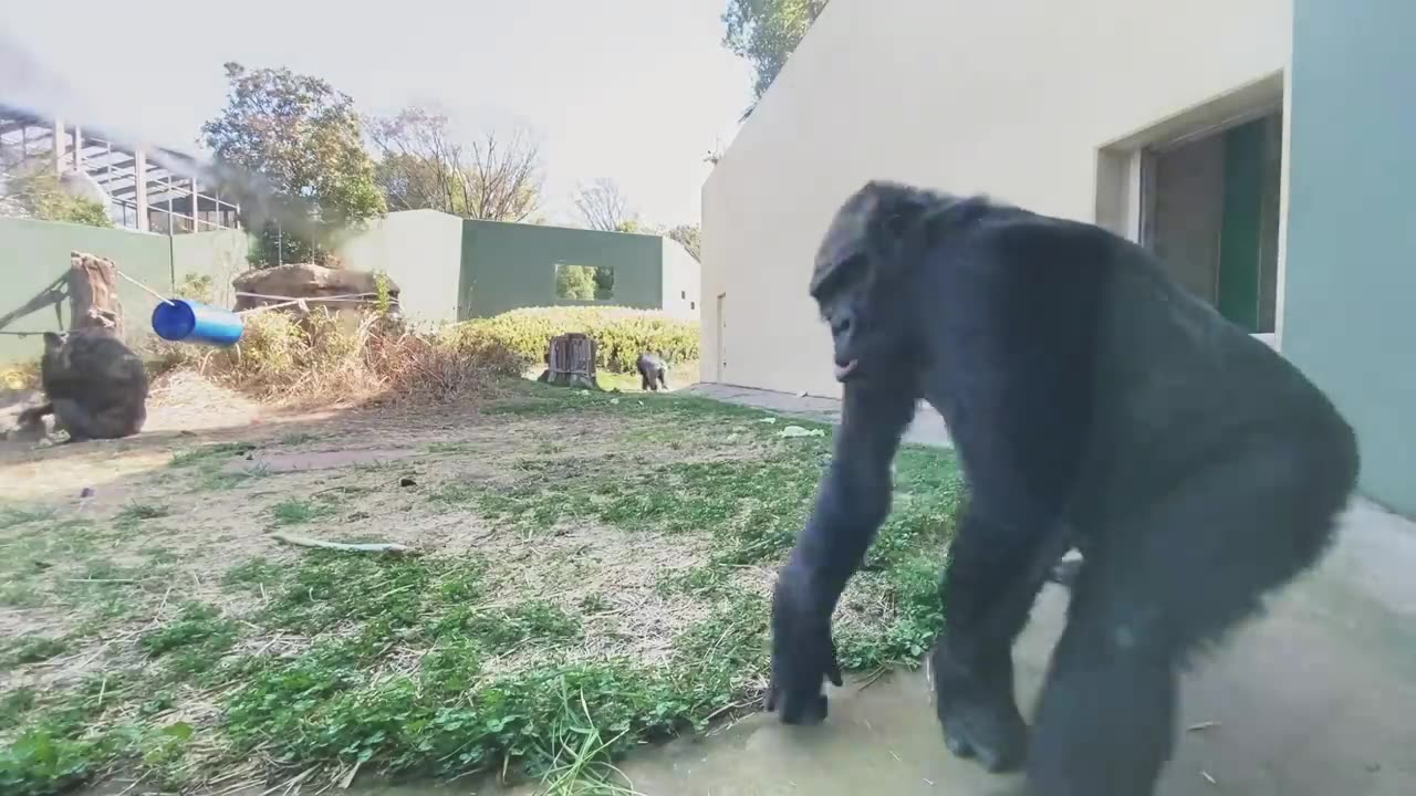 Excited Silverback Gorilla Asks A Female To Mate ❤️ | Shabani & Ai