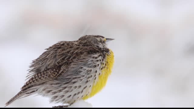 Snowlark