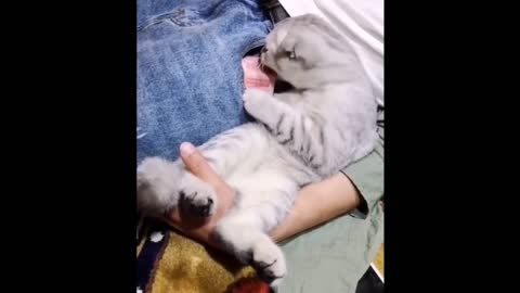 Funniest Animals - Best Of The 2021 Funny Animal