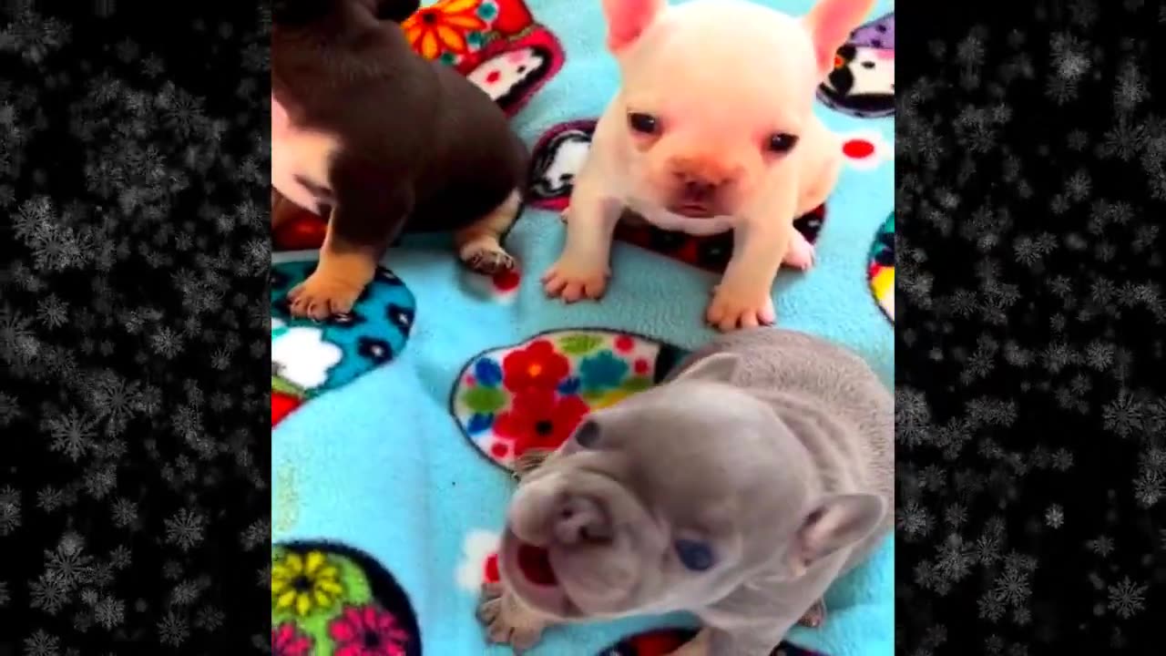 New Funny Videos 2024 😍 Funniest Cats & Dogs Videos🐶😹 Part 22