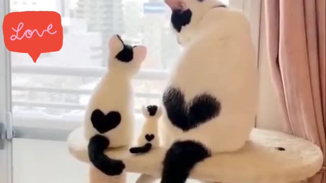 Cat compilation