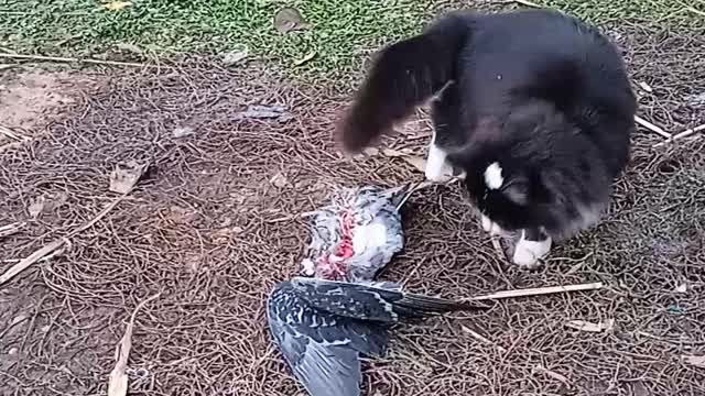 Gotcha !