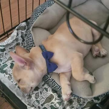 French Bulldog puppy barks in his sleep