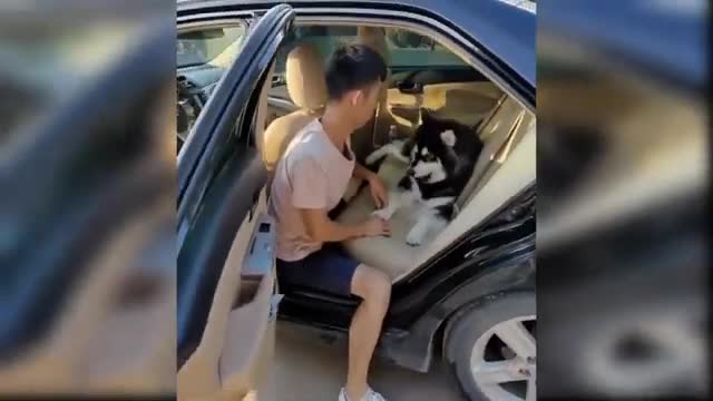 Funny and Cute Dog compilation #1 _ Try Not To Laugh Impossible. (360p)