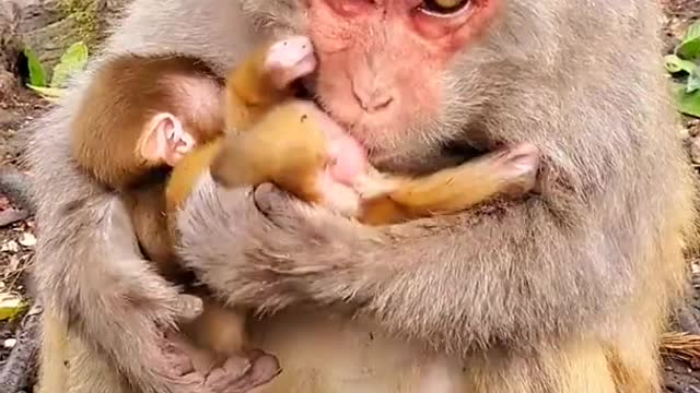 Cute baby monkey pet cute