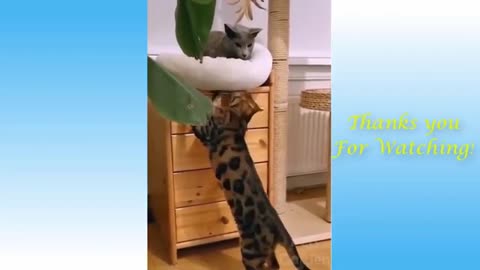 Funny Animals 2021 - dogs and cats