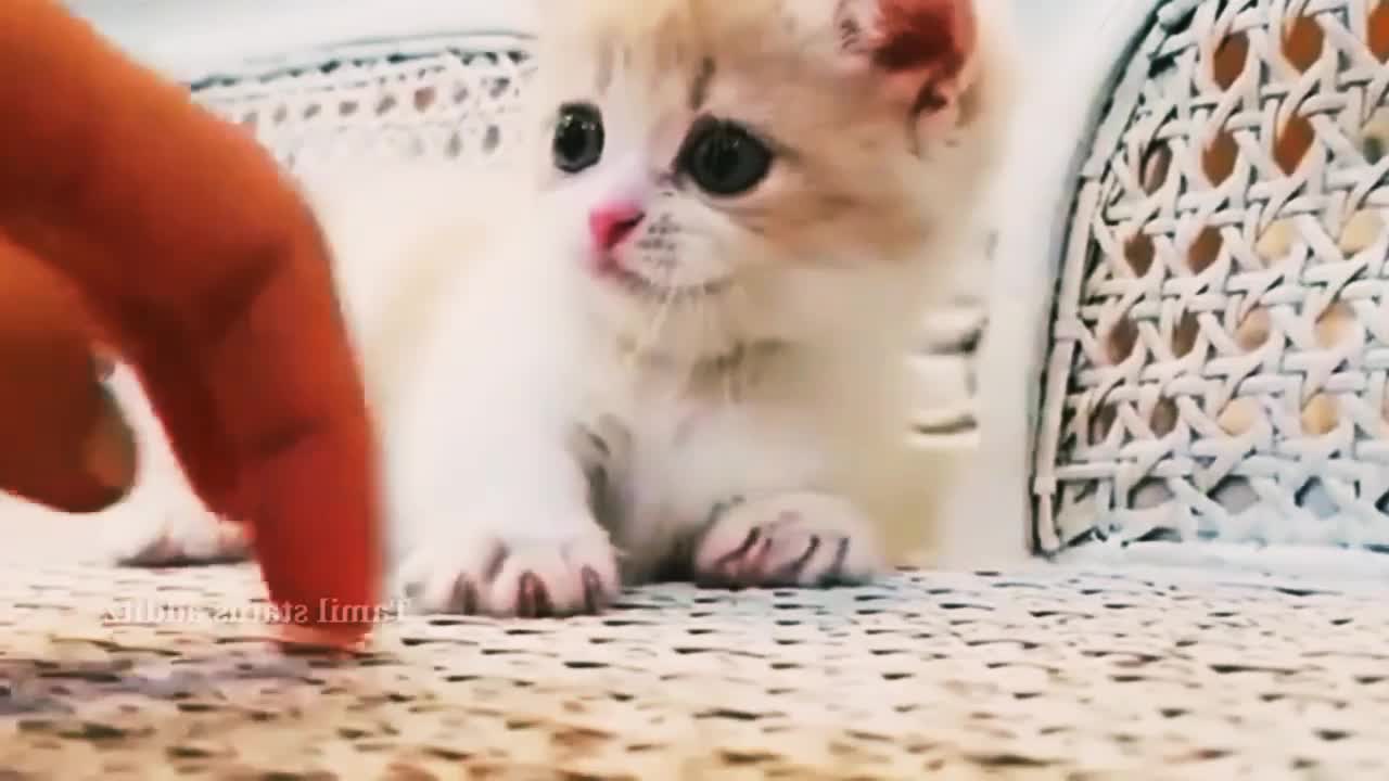 cute cat reaction