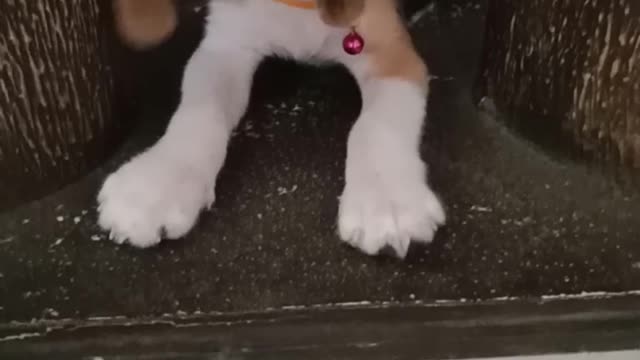 Beagle puppy barking for the first time 🐶🐕