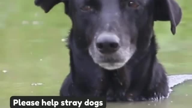 New Dog Funny Video 2022