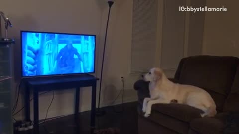 Golden retriever sits on brown couch watches game of thrones