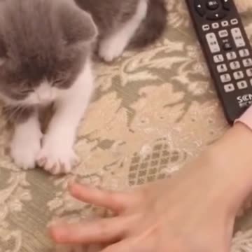 Baby cats are amazing try not to laugh #1