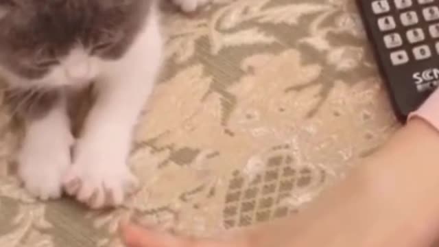Baby cats are amazing try not to laugh #1