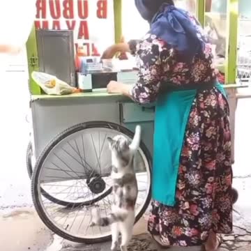 Little Cat Asking For Food | Adorable Pets